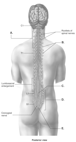   -What does  C  represent? A) spinal nerves B) conus medullaris C) cervical enlargement D) filium terminale E) cauda equina