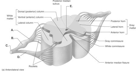   -What does  C  represent? A) central canal B) ventral root C) dorsal root ganglion D) spinal nerve E) dorsal root