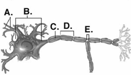   -Identify structure  D  on the neuron. A) Schwann cell B) Node of Ranvier C) neuron cell body (soma)  D) dendrites E) axon