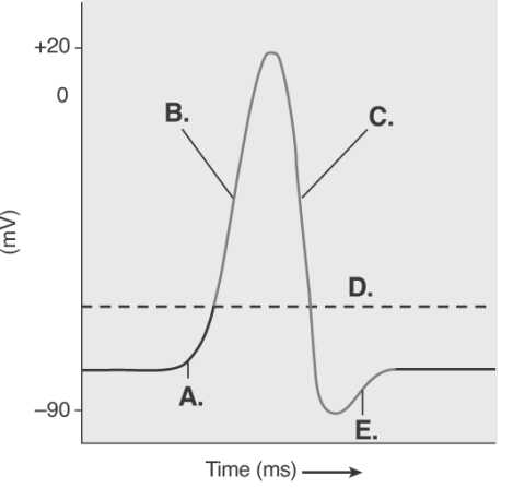   -The figure illustrates the Action Potential.What does  A  represent? A) repolarization B) depolarization C) local potential D) threshold E) afterpotential