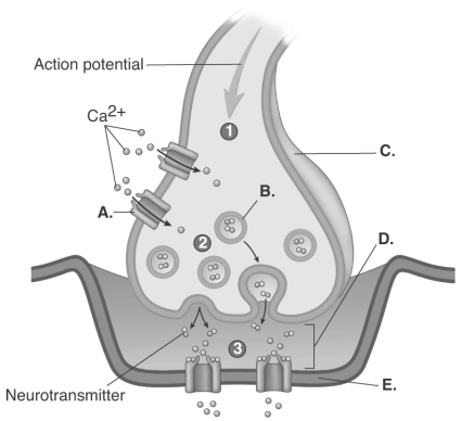   -The figure is a process figure of the chemical synapse.What does  A  represent? A) postsynaptic membrane B) synaptic cleft C) synaptic vesicle D) voltage-gated calcium channel E) presynaptic terminal