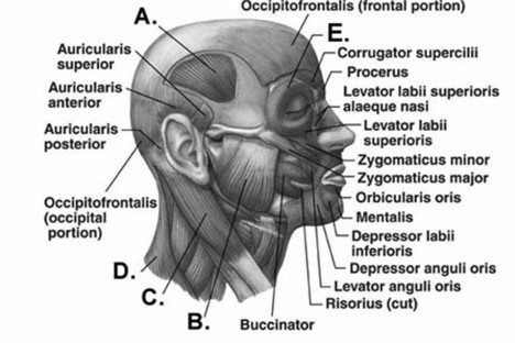   -Label muscle  C  on the diagram. A) orbicularis oculi B) temporalis C) trapezius D) sternocleidomastoid E) masseter