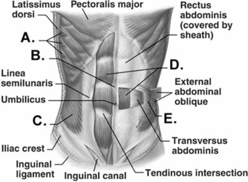   -Label structure  B  on the diagram. A) linea alba B) serratus anterior C) rectus abdominis D) external oblique E) internal oblique