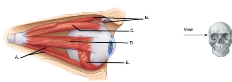   -The figure illustrates a lateral view of the right eyeball.What does  E  represent? A) inferior oblique B) lateral rectus C) superior oblique D) superior rectus E) inferior rectus