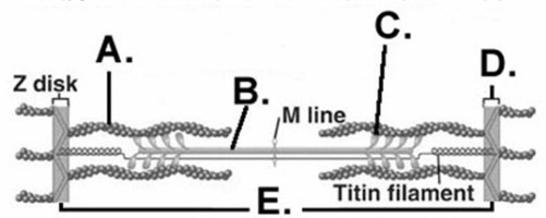   -What does  C  represent on the diagram? A) myosin myofilament B) actin myofilament C) sarcomere D) Z disk E) cross-bridge
