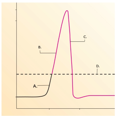   -What does  A  represent on the diagram? A) threshold B) depolarization C) depolarization phase of action potential D) repolarization phase of action potential