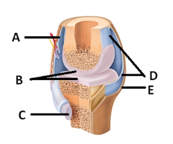   -What does structure  E  represent on the diagram? A) tendon B) articular cartilage C) bursa D) fibrous capsule E) synovial membrane