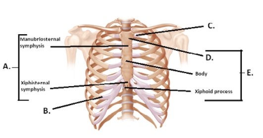   -The figure illustrates the joints and bones of the rib cage.What does  D  represent? A) costochondral joint B) sternum C) manubrium D) sternal symphyses E) sternocostal synchrondrosis
