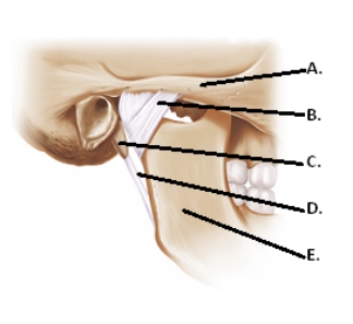   -The figure illustrates structures in the right temporomandibular joint (lateral view) .What does  A  represent? A) lateral ligament B) mandible C) zygomatic arch D) styloid process E) stylomandibular ligament