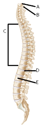   -What does structure  E  represent? A) atlas B) axis C) body of vertebra D) intervertebral disk E) thoracic region or curve