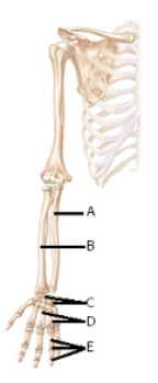   -The figure illustrates bones of the right upper limb.What does  E  represent? A) radius B) carpals C) phalanges D) metacarpals E) ulna