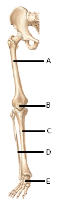   -The figure illustrates bones of the right lower limb.What does  A  represent? A) femur B) fibula C) tarsals D) tibia E) patella