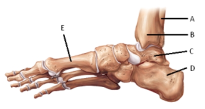   -The figure illustrates a medial view of bones of the right foot.What does  D  represent? A) calcaneus B) fibula C) metatarsals D) tibia E) talus