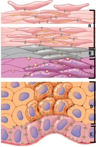   -The figure illustrates keratinization in the epidermis.What layer of the epidermis is  C ?   A) stratum spinosum B) stratum lucidum C) stratum basale D) stratum corneum E) stratum granulosum