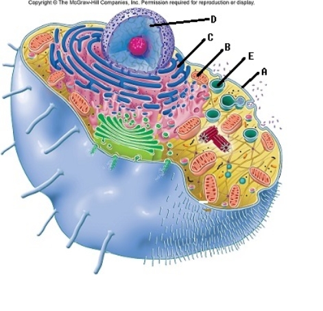   -The cell is the basic unit of life.All cellular structures exhibit special functions.Match the structure with its function.What is the function of  B ?   A) major site of ATP synthesis when oxygen is available B) contains digestive enzymes C) site of protein synthesis D) directs cellular activities,contains DNA E) outer boundary of cell,controls entry and exit of substances