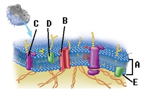   -What structure does  D  represent on the diagram of the plasma membrane? A) integral protein B) phospholipid bilayer C) internal membrane surface D) membrane channel protein E) peripheral protein