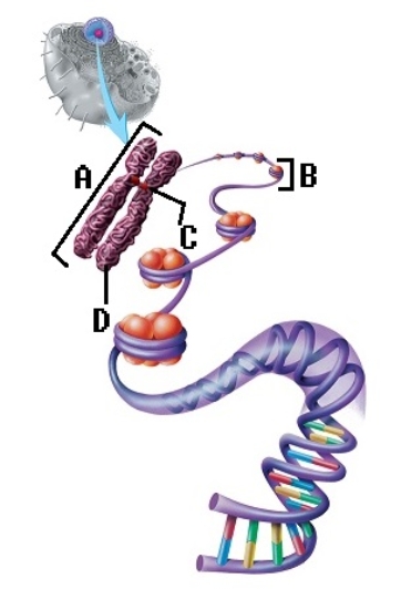   -Answer these questions about chromosome structure.What does  B  represent? A) chromatid B) chromatin C) proteins D) chromosome E) centromere