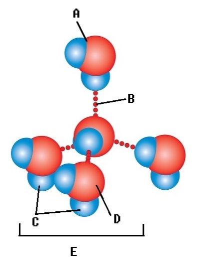   -Water accounts for 50% of the weight of a young adult female and 60% of a young adult male.What kind of bond is found at  B ? A) oxygen atom B) polar covalent bond C) water molecule D) hydrogen atom E) hydrogen bond