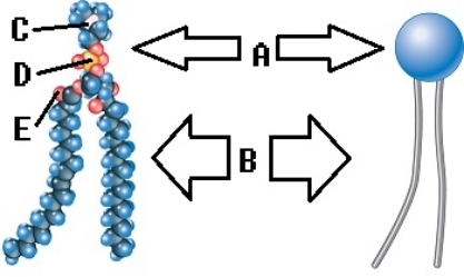   -Phospholipids are important components of the plasma membrane.What does  A  represent on the diagram? A) phosphorus B) oxygen C) nitrogen D) polar (hydrophilic) region E) nonpolar (hydrophobic) region