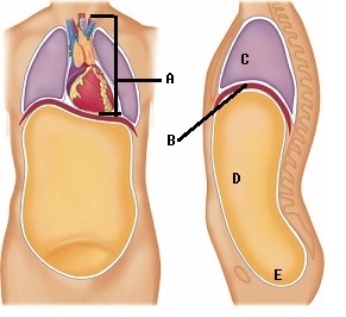   -Here is a figure showing major trunk cavities and other structures.What does  A  represent? A) diaphragm B) mediastinum C) pelvic cavity D) thoracic cavity E) abdominal cavity