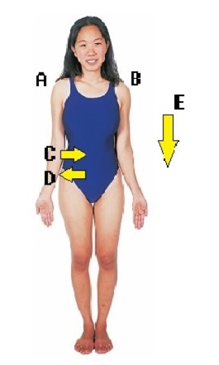   -Directional terms are important in the study of anatomy.What does  E  represent? A) median B) right C) left D) inferior E) lateral