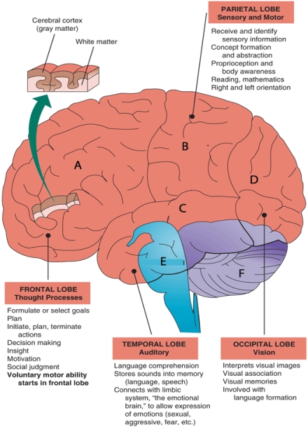 A patient has difficulty with mathematical calculations.Which area of the brain is most likely involved with this problem?   A)  frontal lobe B)  parietal lobe C)  temporal lobe D)  occipital lobe E)  brainstem