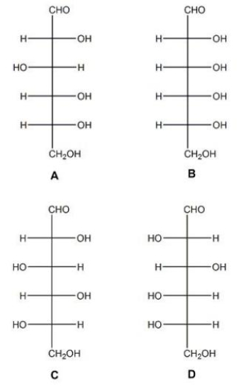This figure is used in questions   -Which of the sugars shown in the figure above are L sugars? A) A and B B) B and C C) C and D D) A and D E) None of the above