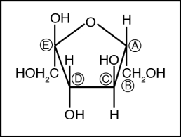 <strong>This figure is used in questions .   The configuration around which carbon atom shown in the figure above determines whether this is a D or an L sugar?</strong> A)A B)B C)C D)D E)E <div style=padding-top: 35px> 