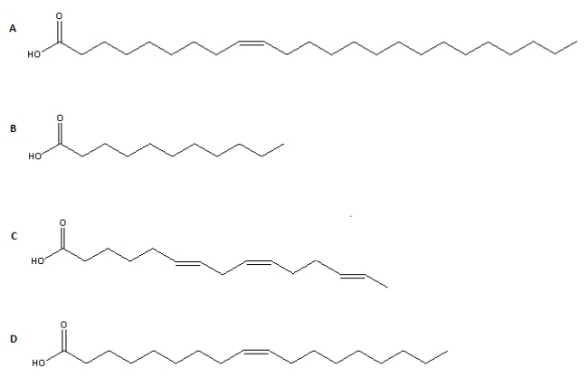 Considering the characteristics of common fatty acids found in animals described in the text, which of the structures shown below would you consider the most rare fatty acid if found in animals?   A) Structure A B) Structure B C) Structure C D) Structure D E) All structures would be equally rare.