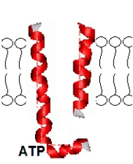 Based on the figure below, this system represents _______.   A) primary active transport B) passive transport C) nonmediated transport D) secondary active transport E) A and D