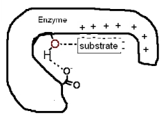 The following diagram shows a portion of a reaction sequence of an enzyme.What type(s) of catalysis is (are) occurring in this first step?   A) proximity catalysis B) acid-base catalysis C) covalent catalysis D) All of the above are occurring. E) None of the above is occurring.