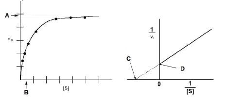 Based on the figures below, which of the following expressions would be correct?   A) V<sub>max</sub> = 1/B B) C = 1/ V<sub>max</sub> C) D= V<sub>max</sub> D) D = 1/ V<sub>max</sub> E) A = 1/ V<sub>max</sub>