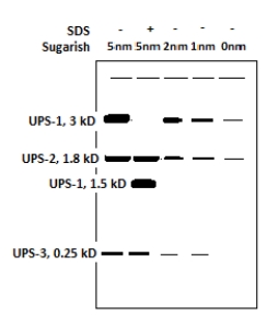 <strong>Recently a researcher has discovered several unidentified proteins (UPS-1 through UPS-3)that are up regulated (produced in higher levels)by the cell in response to the inclusion of high levels of an artificial sweetener called sugarish.The research ran a PAGE gel of the protein samples after the cells were treated with different concentrations of sugarish (0-5 nm).One sample was also treated with the detergent SDS.The results are shown below.Which of the following are possible conclusions given these results and the knowledge you have gained from this chapter? I.UPS-1 functions as a dimer. II.UPS-1 interacts with UPS-2. III.UPS-1 interacts with UPS-3. IV.UPS-2 interacts with UPS-3.</strong> A)I, II, III, IV B)II, III, IV C)I, II D)I, III E)II, III