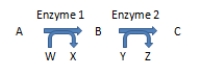 If Z = ATP formed via substrate level phosphorylation in the diagram below, which of the following compounds (represented by an uppercase letter) contains a high-energy bond?   A) Compound A B) Compound B C) Compound C D) All have equally high energy. E) All have equally low energy.