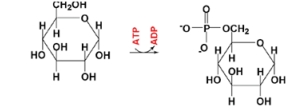 Select the enzyme from the list which would catalyze the reaction shown below.   A) hexokinase (HK)  B) pyruvate kinease (PK)  C) enolase D) phosphoglucomutase (PGM)  E) G3P dehydrogenase (G3PDH) 