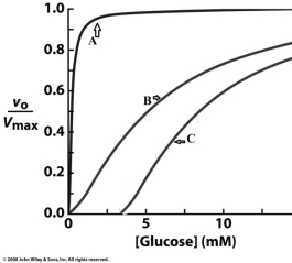 Based on the information given in the chapter complete the following statement about the graph shown below: The curve labeled ___ corresponds to activity of glucokinase under conditions with no inhibition.The binding of ____ to the regulating protein would result in kinetic behavior represented by curve ____.   A) B; F6P; A B) A; glucose; B C) B; F6P; C D) C; F6P; B E) B; glucose; C