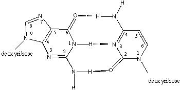 Which atoms, or groups attached to them, face into the major groove of B- DNA?   A) purine 1 & 2; pyrimidine 2 & 3 B) purine 2 & 3; pyrimidine 2 C) purine 8 & 9; pyrimidine 1 & 6 D) purine 6 & 7; pyrimidine 4 & 5 E) purine 6 & 7; pyrimidine 2