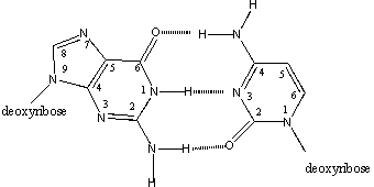 Which atoms, or groups attached to them, face into the minor groove of B-DNA?   A) purine 1 & 2; pyrimidine 2 & 3 B) purine 2 & 3; pyrimidine 2 C) purine 8 & 9; pyrimidine 1 & 6 D) purine 6 & 7; pyrimidine 4 & 5 E) purine 6 & 7; pyrimidine 2