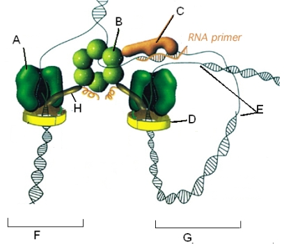 Use the following diagram to complete the sentences below     ______ is the enzyme which catalyzes phosphodiester bond formation on both strands.Processivity of DNA pol is increased when associated with ____.DNA untwisting is accomplished by ______.  A) A, C, B B) A, B, C C) B, C, A D) A, D, B E) A, E, B