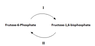 The diagram represents a  substrate cycle  in glucose metabolism.Which of the following statements about the cycle is true?   A) Reactions I & II are catalyzed by the same enzyme and help establish equilibrium between the two metabolites. B) Reaction II produces ATP by substrate-level phosphorylation. C) Reaction II is catalyzed by an allosteric enzyme that is inhibited by fructose-2-6-bisphosphate. D) Reaction I is involved in the biosynthesis of glucose. E) Reaction II occurs under low-energy conditions when the cell needs ATP.