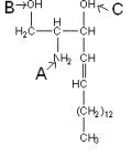 Which of the following points to the correct location of attachment for a fatty acid which would yield a ceramide?   A) Location A B) Location B C) Location C D) Location B or C E) The correct location is not shown