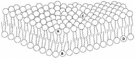 Use the diagram below to answer the following question.The enzyme flipase would catalyze which of the following types of reactions?   A) Exchange of a phospholipid in position A for a cholesterol in position A. B) Exchange for a lipid in position A for a lipid in position B. C) Exchange for a phospholipid in position A with a phospholipid in position C. D) Exchange for a lipid in position B for a lipid in position D. E) Exchange for a glycerolphospholipid in position A for a spingolipid in position C.