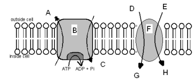 Based on the diagram below,which of the following statements is TRUE?   A) F requires ATP directly B) B is an example of symport C) B is gradient driven D) B requires ATP directly E) None of the above are true