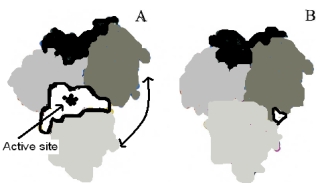 The enzyme pictured below is shown in two configurations,A (open) and B (closed) .Upon binding substrate in the active site,the enzyme converts the structure shown in B.Which of the following is true based on the given information?   A) The enzyme requires a high concentration of substrate to function B) This example exemplifies the  lock-and-key  model. C) This enzyme must require ATP. D) This example exemplifies the of  induced fit  model. E) None of these are true.