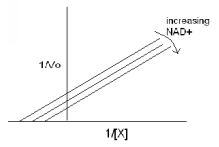  Enzyme E is responsible for conversion of substrate X to product U.As a result of this conversion electrons are transported to a coenzyme (FAD) within Enzyme E.In order for the reaction to be completed,a second substrate NAD<sup>+</sup> must also bind Enzyme E and collect stored electrons (which converts it to product,NADH) .The graph below shows the data while varying X,with fixed concentrations of NAD<sup>+</sup>.What type of multi-substrate mechanism does enzyme E utilize?   Substrates: X NAD<sup>+</sup>  \downarrow\downarrow  Products: U NADH A) sequential - Ordered B) sequential - Random C) simultaneous addition D) Ping Pong E) Sequential but the data cannot differentiate between ordered and random. 