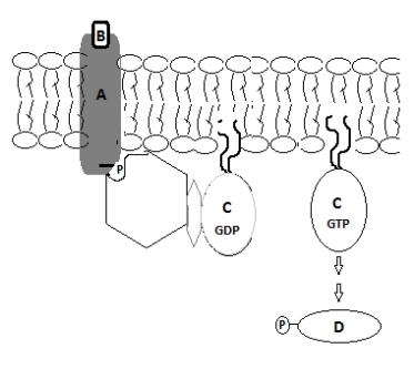 Based on the following figure,which of the following are possible?   (I)  A  could be adenylate cyclase. (II)  B  is a receptor protein. (III)  C  could be an inactive Ras protein. (IV)  D  could be an SH2 domain. A) I,II,III,IV B) I,II,III C) II,III,IV D) I only E) III only