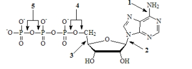 Which of the numbered arrows in the figure points toward a high-energy phosphoanhydride bond?   A) 1 B) 2 C) 3 D) 4 E) 5