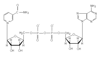 Identify the structure pictured below.   A) NAD<sup>+</sup> B) NADH C) FAD D) FADH<sub>2</sub> E) Coenzyme A (CoA) 