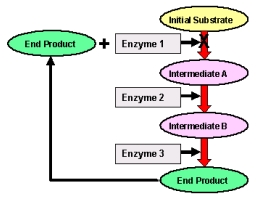 What type of metabolic control is described in the figure below?   A) feed forward activation B) product Inhibition C) feedback Inhibition D) hormonal control E) signal transduction control