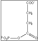  Which of the following enzymes catalyzes a reaction with the pictured compound as an intermediate?   A)   \alpha -ketoglutarate dehydrogenase  B)  succinyl-CoA synthetase  C)  succinate dehydrogenase  D)  fumarase E)  malate dehydrogenase  